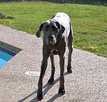 Photo of AVA (Cado)