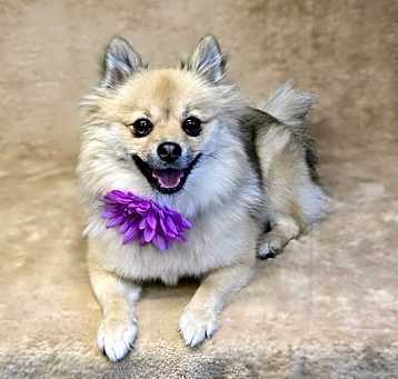 Photo of Foxey