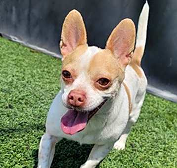 Photo of Coco