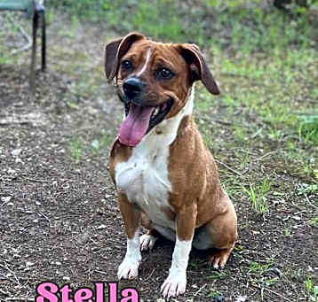 Photo of Stella