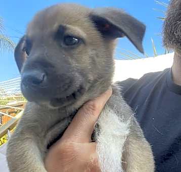 Photo of Scooby