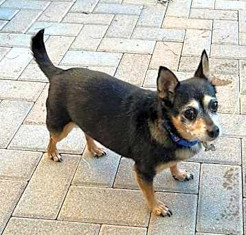 Photo of Alto