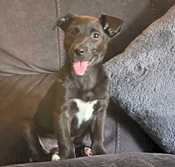 Photo of Oscar