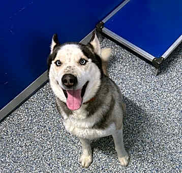 Photo of Milo