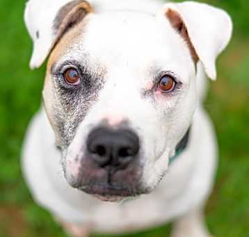 Photo of Bandit