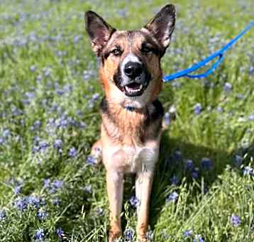 Photo of Bandit