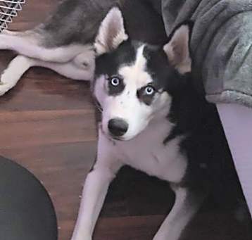 Photo of SYLAS
