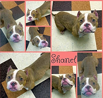Photo of Shanel