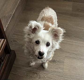 Photo of Toby