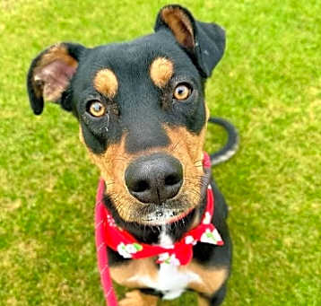 Photo of Charlie (Courtesy post)