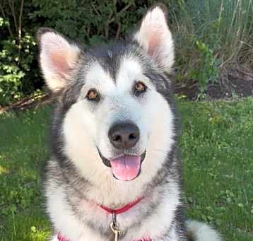 Photo of Lyra
