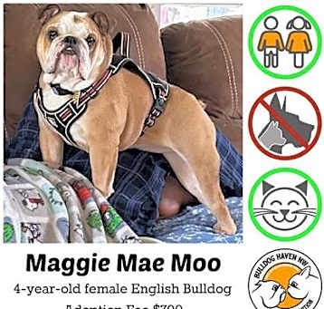 Photo of Maggie Mae Moo - pending