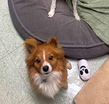 Photo of Zues