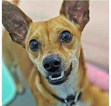 Photo of Prancer