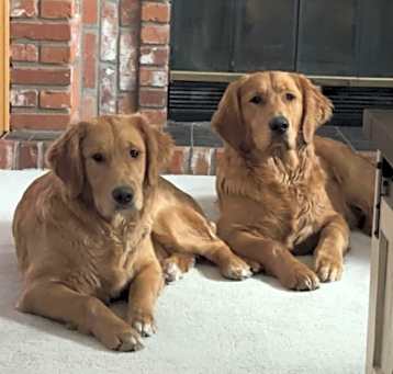 Photo of Juke and Bailey