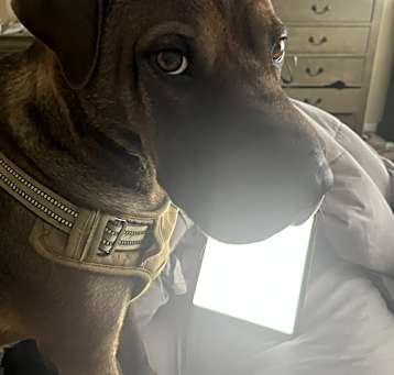 Photo of Loki