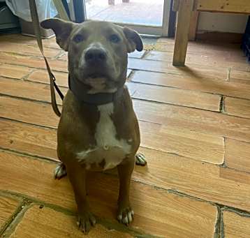 Photo of Onyx