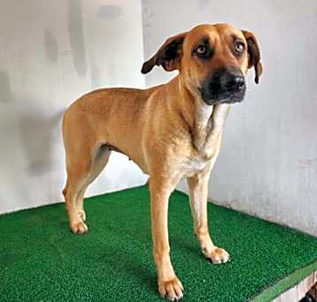 Photo of Kimber