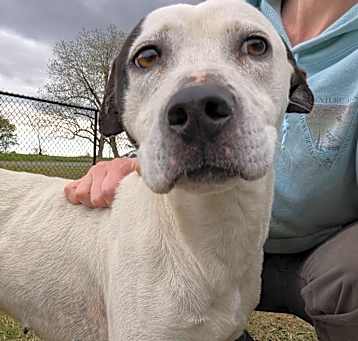 Photo of Garriet ★ Available NOW - ADOPTION or RESCUE!