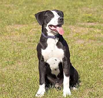 Photo of Dobby