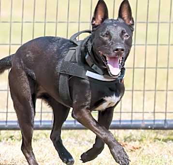Photo of Sage