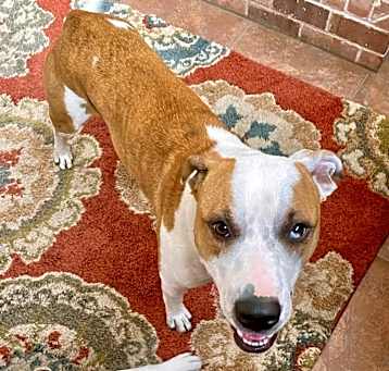 Photo of Cooper