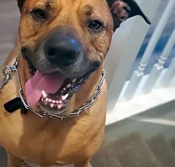Photo of Buddy