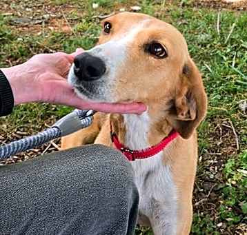 Photo of Brooke: Not at shelter