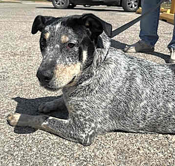 Photo of Bandit