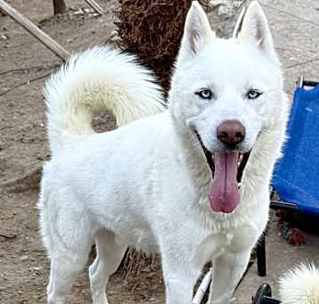 Photo of Kringle