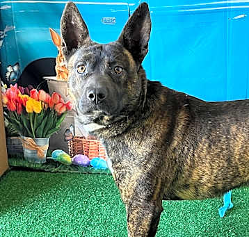 Photo of Stitch