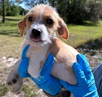 Photo of Beagle/JRT pups