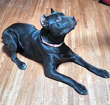 Photo of Cali