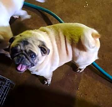 Photo of Lucy