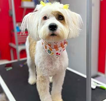 Photo of Indie