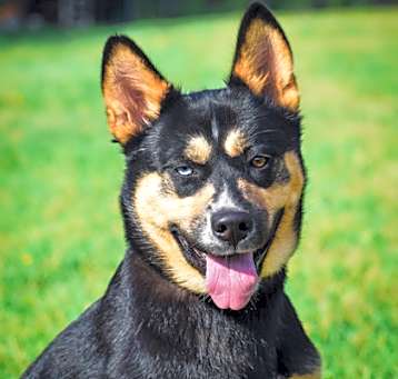 Photo of Calliope