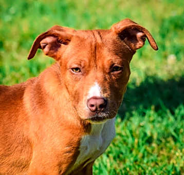 Photo of Ginger