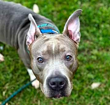 Photo of Dallop of Daisy