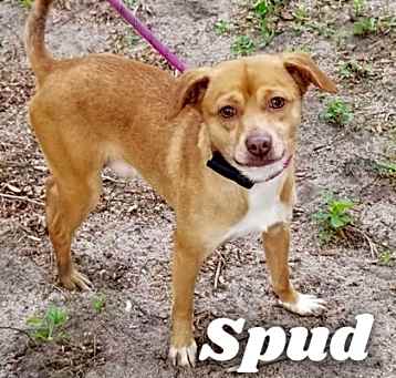 Photo of Spud
