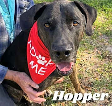Photo of Hopper