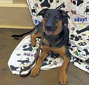 Photo of Rocco