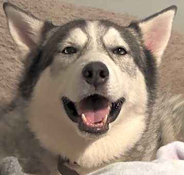 Photo of Loki