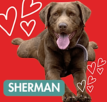 Photo of Sherman