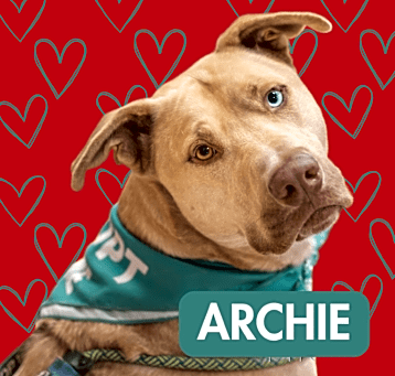Photo of Archie