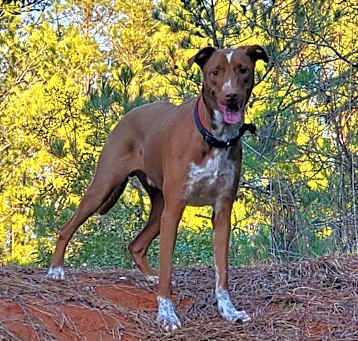 Photo of Apollo