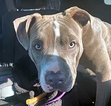 Photo of Sadie