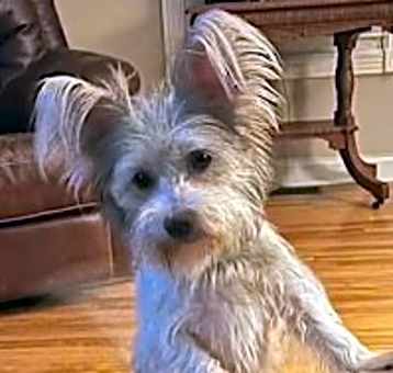 Photo of ADOPTION PENDING Izzy