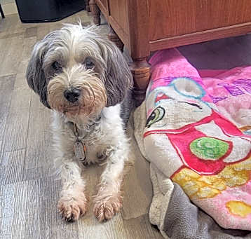 Photo of Bella