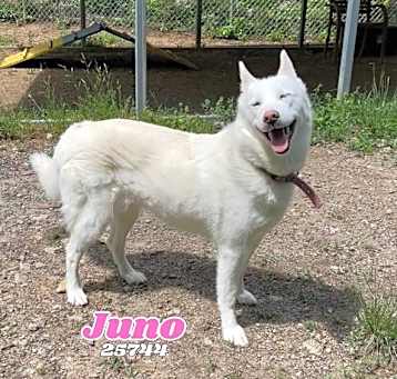Photo of Juno
