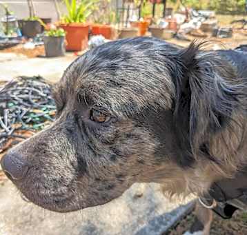 Photo of Shadow